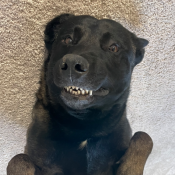 %name%, a %color% %breed% %type%