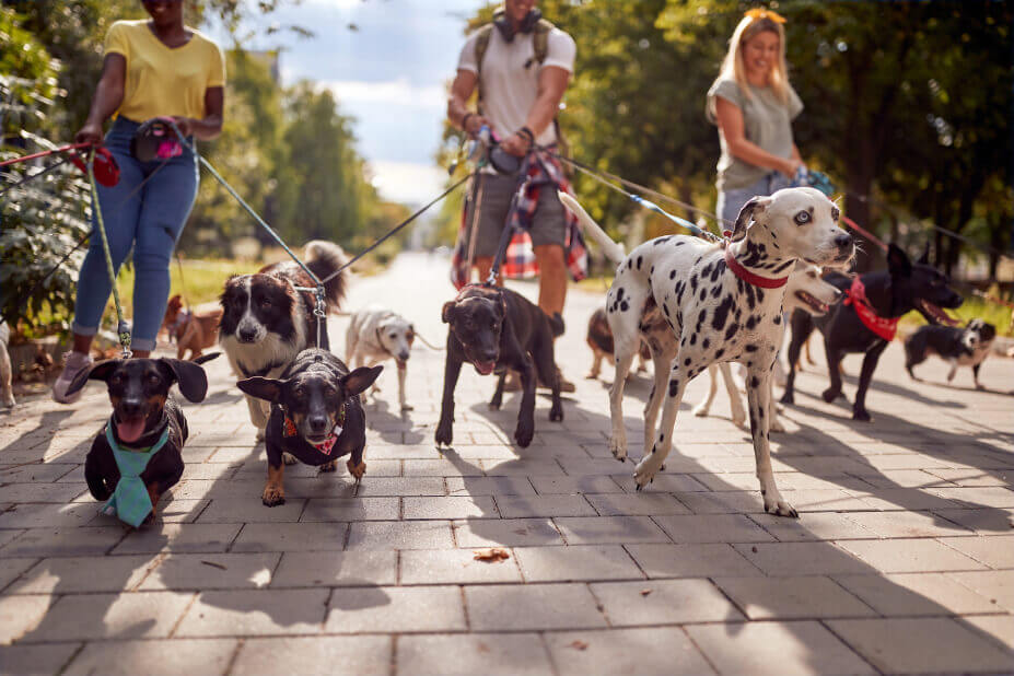 Community walking their dogs